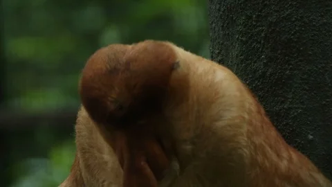 Proboscis Monkey Video stock 100997860