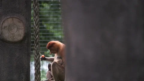 Proboscis Monkey Video stock 100997894