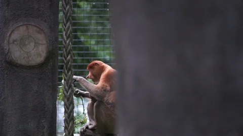 Proboscis Monkey Stock Footage 100997991