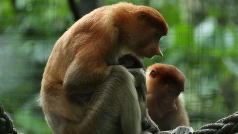 Proboscis Monkey 動画素材 100997995