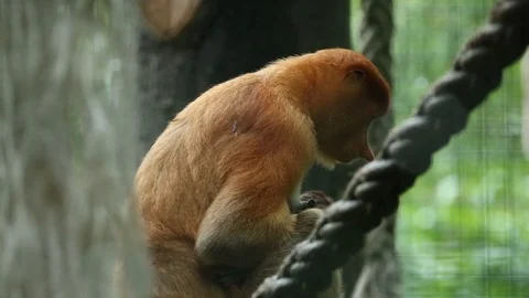 Proboscis Monkey Stock Footage 100998036