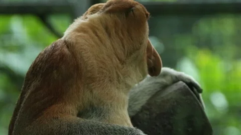 Proboscis Monkey Stock Footage 100998096