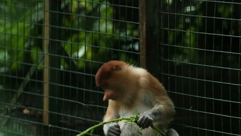 Proboscis Monkey Stock Footage 100998117