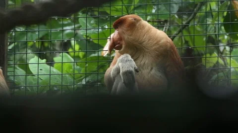 Proboscis Monkey Stock Footage 100998141