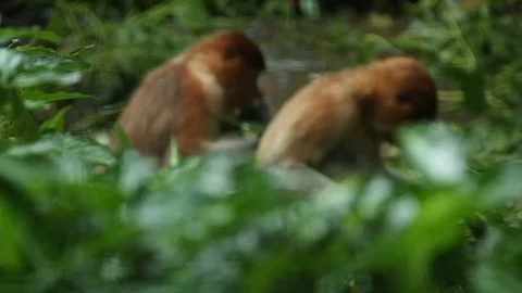Proboscis Monkey Stock Footage 100998143