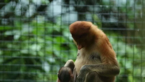 Proboscis Monkey Video stock 100998174