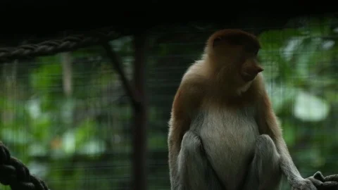 Proboscis Monkey Video stock 100998209