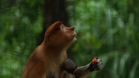 Proboscis Monkey Video stock 100998229