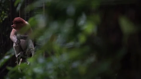 Proboscis Monkey Stock-Footage 100998411