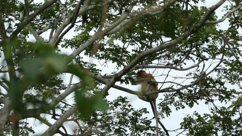 Proboscis Monkey Stock Footage 101493346