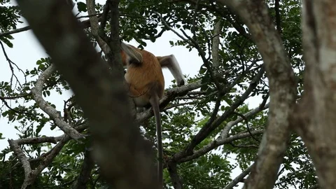 Proboscis Monkey Stock Footage 101493369