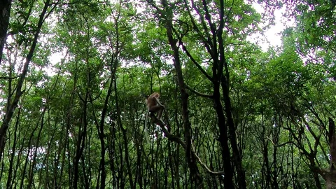 Proboscis monkey Stock Footage 128638149