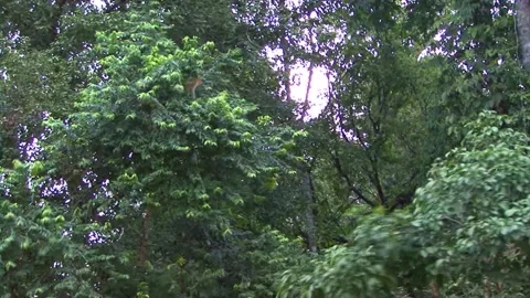 Proboscis Monkey Stock Footage 170358155