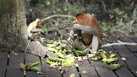 Proboscis monkey Stock Footage 247535894