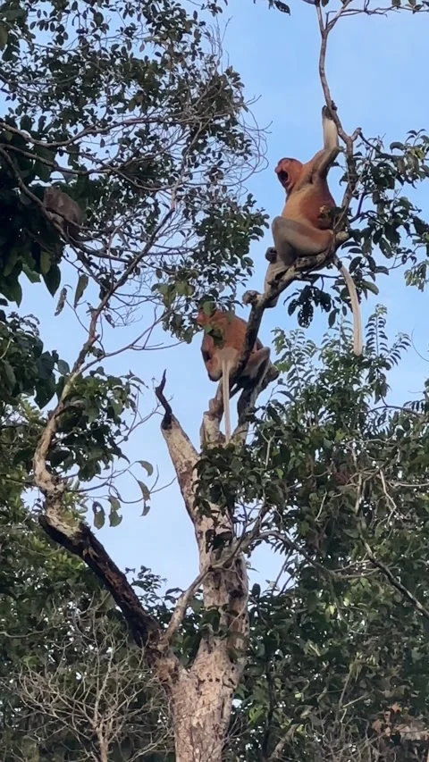 Proboscis monkey Video stock 291886291