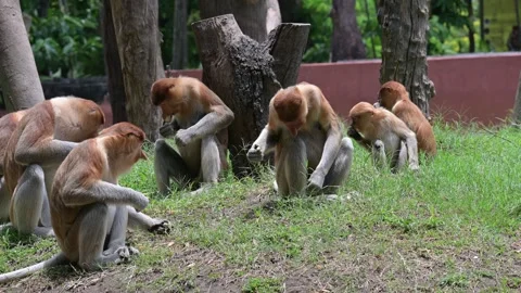 Proboscis monkey 스톡 동영상 318606924
