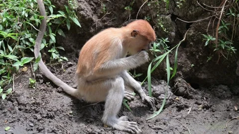 Proboscis monkey 스톡 동영상 318628655