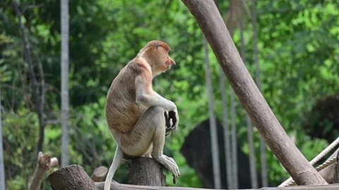 Proboscis monkey 스톡 동영상 318628665