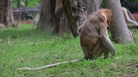 Proboscis monkey 스톡 동영상 318628749