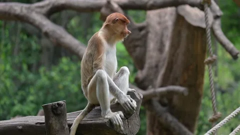 Proboscis monkey Stock-Footage 318629056
