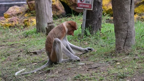 Proboscis monkey 스톡 동영상 318629158