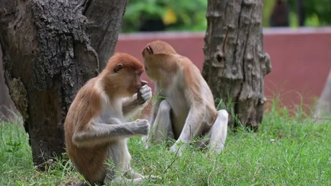 Proboscis monkey 스톡 동영상 318629219