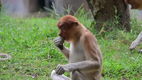 Proboscis monkey 스톡 동영상 318629506