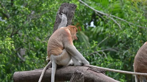 Proboscis monkey Stock-Footage 318629525