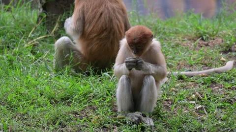 Proboscis monkey 스톡 동영상 318629609