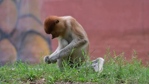 Proboscis monkey 스톡 동영상 318630105