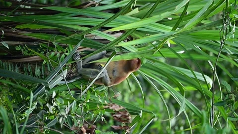 Proboscis Monkey Video stock 322038791