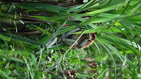 Proboscis Monkey Video stock 322038813