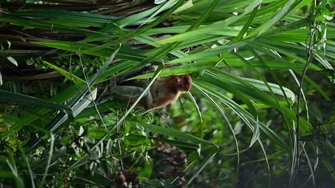 Proboscis Monkey Video stock 322038887