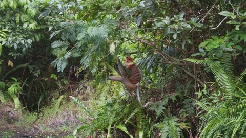 Proboscis monkey hanging on Mangrove tree in Bako National Park, Borneo Stock Footage 328386217