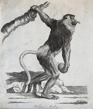 A Proboscis monkey holding on to a tree with its left arm while clasping a .. Stock Illustration