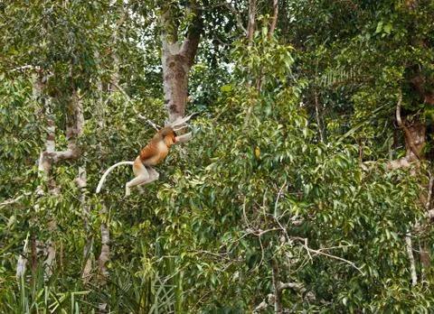 Proboscis monkey jump Stock Photos