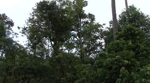 Proboscis Monkey jump on rainforest tree trunk on a cloudy afternoon Stock Footage 56685544