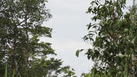 Proboscis Monkey Jumping Between Trees in Borneo Stock Footage 144584622