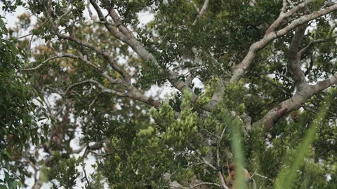 Proboscis Monkey Jumping in Tanjung Puting National Park, Borneo Stock Footage 144579172