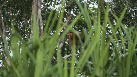 Proboscis Monkey Jumping in Tanjung Puting National Park, Borneo Stock Footage 144588100