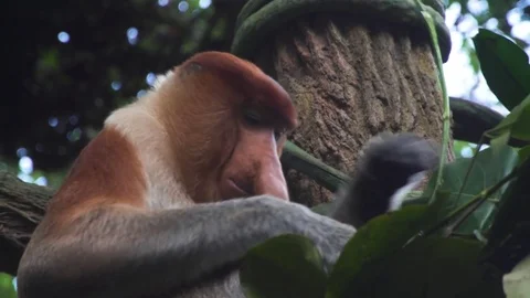 The proboscis monkey in the jungle Video stock 74166261