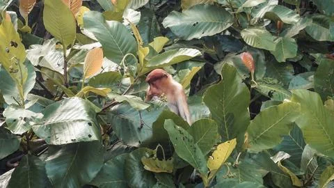 Proboscis  Monkey in Leafy Tree Stock Photos