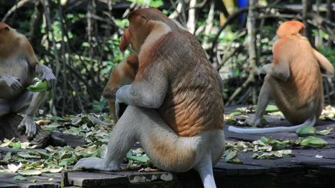 Proboscis monkey with long nose eating Foto stock