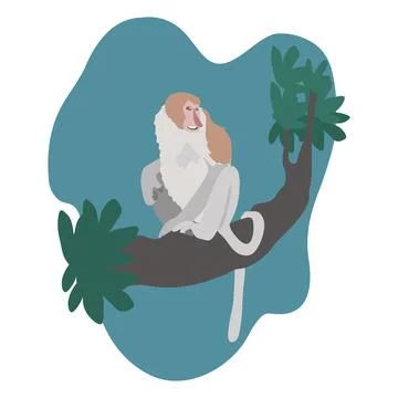 Proboscis monkey- Long nose monkey- Illustration. Stock Illustration