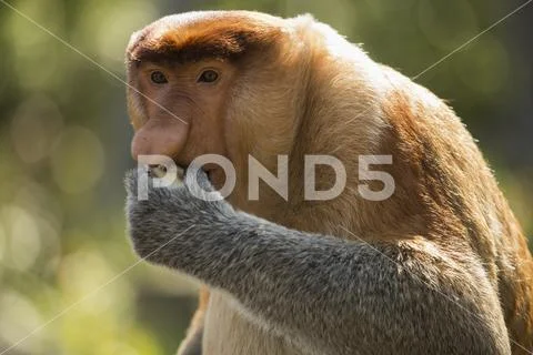 Proboscis monkey looking away while eating food Stock Photos