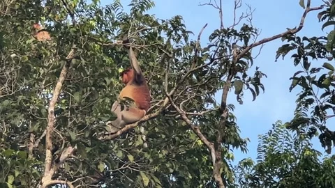 Proboscis monkey making warning call Video stock 291886245