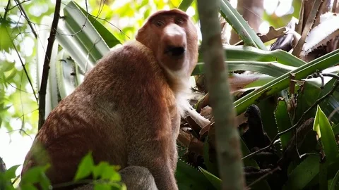 Proboscis monkey - male Video stock 70127970