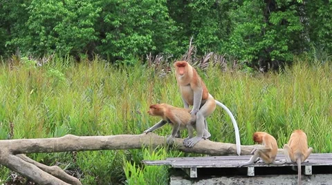 Proboscis Monkey mating Stock Footage 64577972