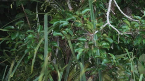 Proboscis Monkey Moving Through Trees in Borneo Stock Footage 144579588