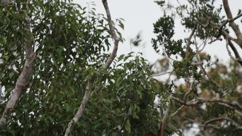 Proboscis Monkey Moving Through Trees, Borneo Stock Footage 144586400